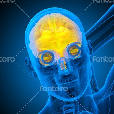 3d render medical illustration of the human brain