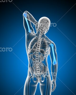 3d render medical illustration of the humerus bone