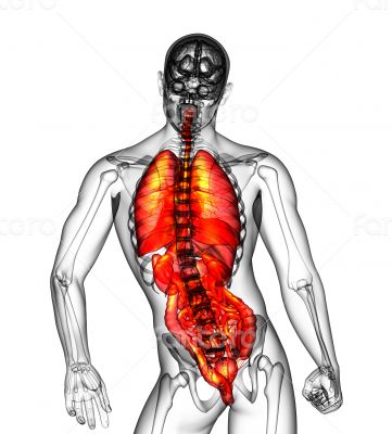 digestive system and respiratory system 