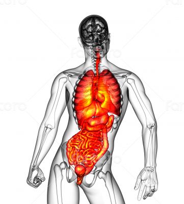 digestive system and respiratory