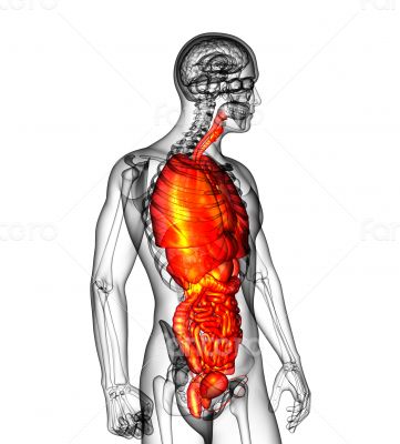 digestive system and respiratory system 