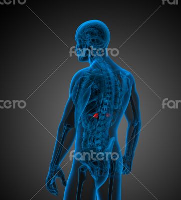3d render medical illustration of the adrenal
