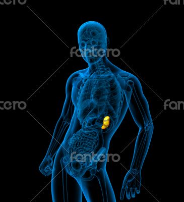 3d render medical illustration of the spleen 