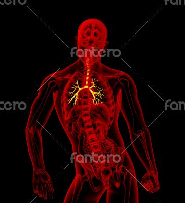3D medical illustration of the male bronchi