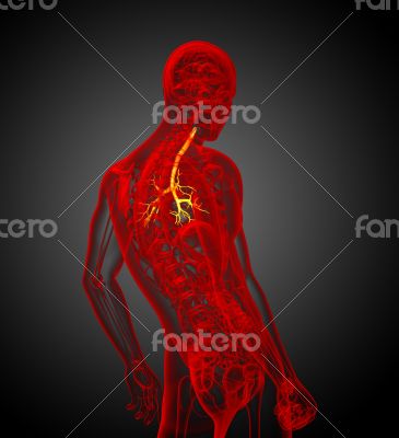 3D medical illustration of the male bronchi