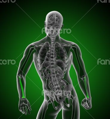 3d render medical illustration of the radius bone