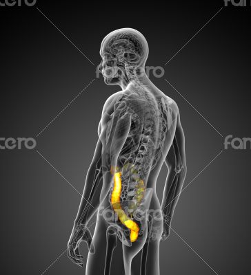 3D medical illustration of the large intestine