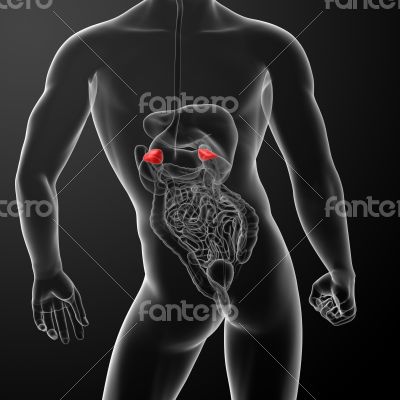 3d render adrenal anatomy 