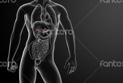 3d render adrenal anatomy