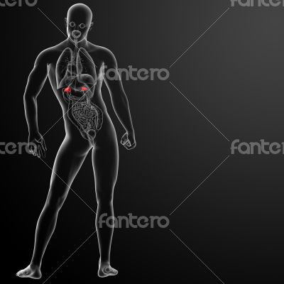 3d render adrenal anatomy 