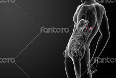 3d render adrenal anatomy