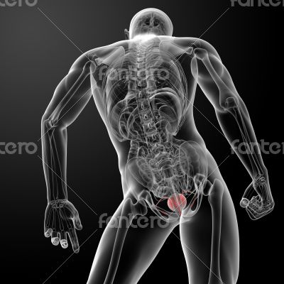 3d render bladder anatomy 