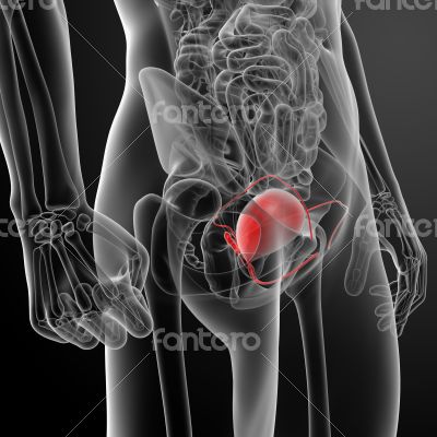 3d render bladder anatomy 