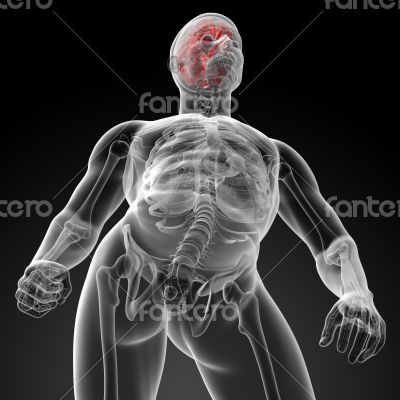 Human brain X ray