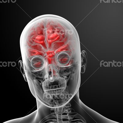 Human brain X ray