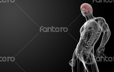 Human brain X ray 