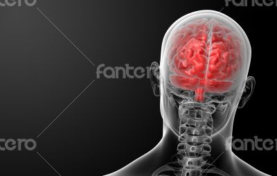 Human brain X ray 