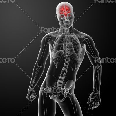 Human brain X ray 