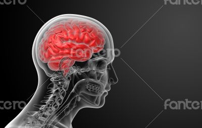 Human brain X ray