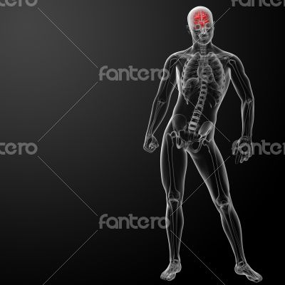 Human brain X ray