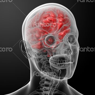 Human brain X ray 