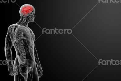 Human brain X ray 