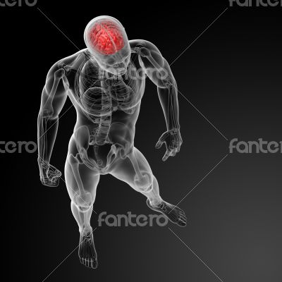 Human brain X ray 