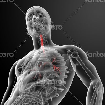 3d render lungs with visible bronchi 