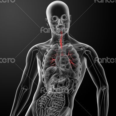 3d render lungs with visible bronchi