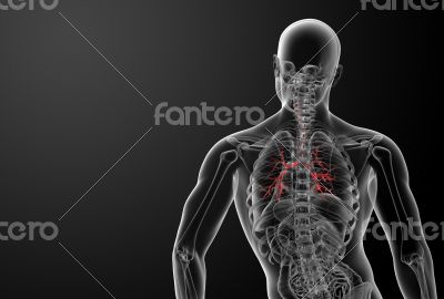 3d render lungs with visible bronchi