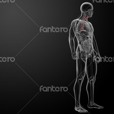 3d render lungs with visible bronchi