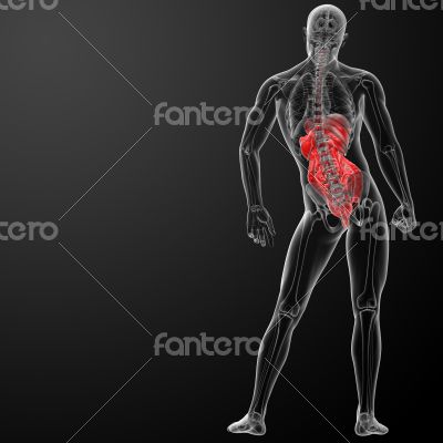 3d render human digestive system