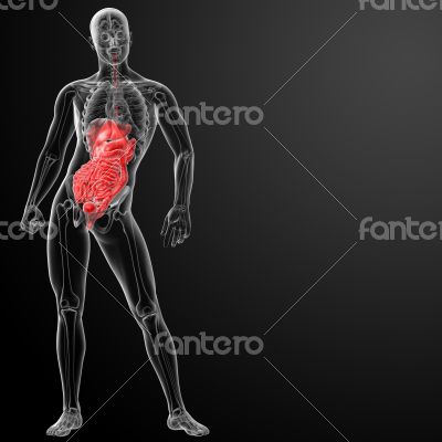 Human digestive system