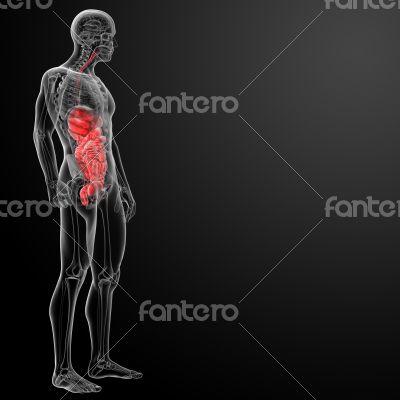 Human digestive system