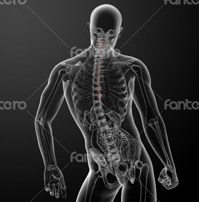 3d rendered illustration of the esophagus 