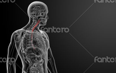 3d rendered illustration of the esophagus 