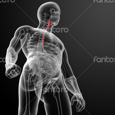 3d rendered illustration of the esophagus 