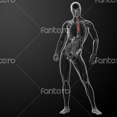 3d rendered illustration of the esophagus 