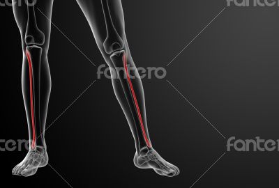 fibular