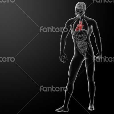 3d render human heart anatomy 