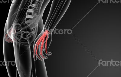 3d render skeletal hand - side view