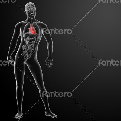 3d render human heart anatomy