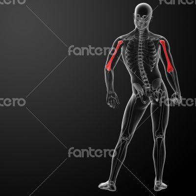 3d rendered humerus bone