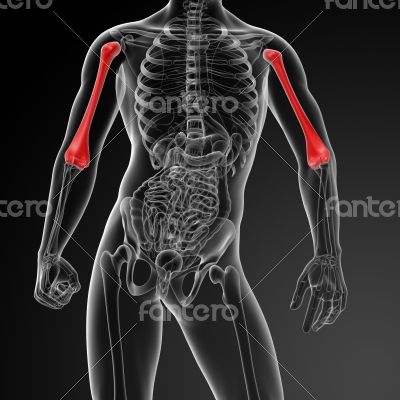 3d rendered humerus bone - close up