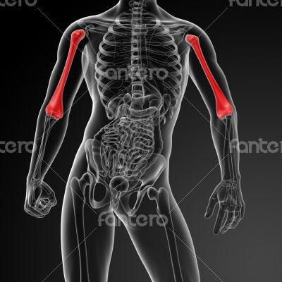 3d rendered humerus bone - close up