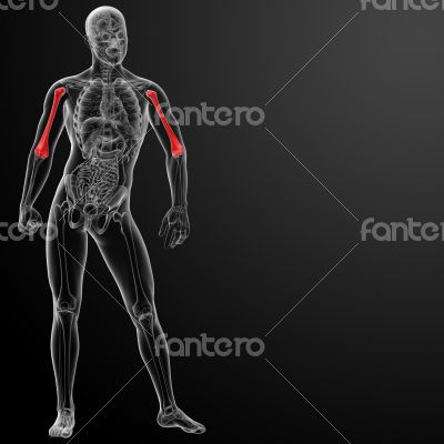 3d rendered humerus bone 