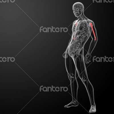 3d rendered humerus bone - side view