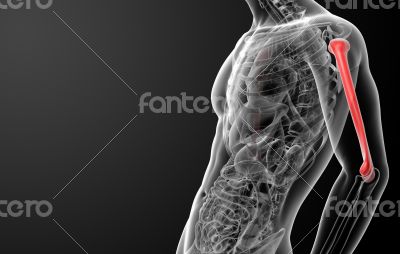 3d rendered humerus bone 