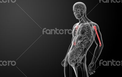 3d rendered humerus bone