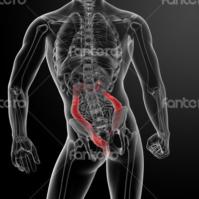 large intestine